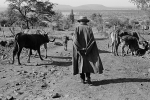 Portraits from a divided land: Kasianyane Maine - Ou Kas, as he was affectionately and respectfully known - takes his cattle out to graze in the early morning at Ledig, near Sun City. (Photo by David Goldblatt.)