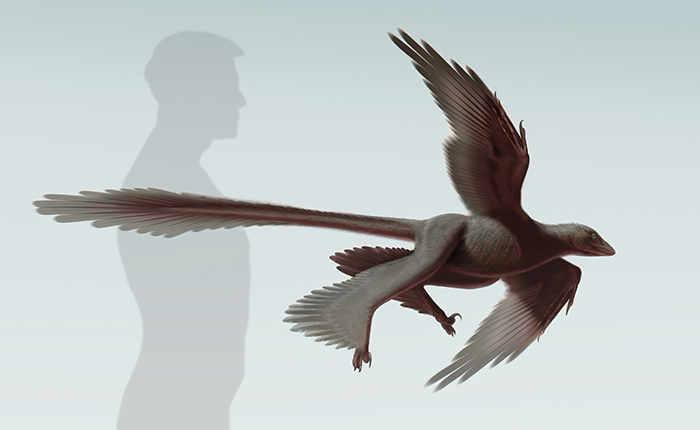Illustration of  Changyuraptor yangi  (S. Abramowicz, Dinosaur Institute, NHM)