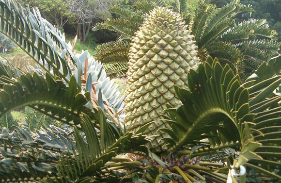 Encephalartos latifrons at Kirstenbosch Gardens. Twenty-four plants of this species were stolen from Kirstenbosch in August this year. Photo by <a href="https://commons.wikimedia.org/wiki/File:Encephalartos_latifrons_KirstenboshBotGard09292010D.JPG">BotBln</a>, licensed under Creative Commons and accessed via Wikimedia Commons.