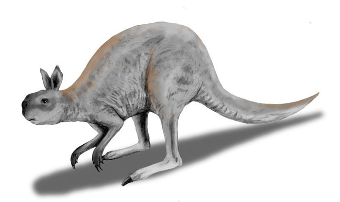 This image of the Procoptodon goliah, the giant short-faced kangaroo that lived during the Pleistocene in Australia, was pencil-drawn and digitally colourised by Nobu Tamura.