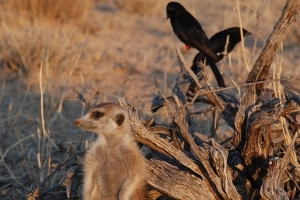 The drongo, an African bird, deceives other species, including meerkats, by mimicking their alarm calls in order to scare them away and steal their abandoned food, according to UCT researcher Dr Tom Flower.