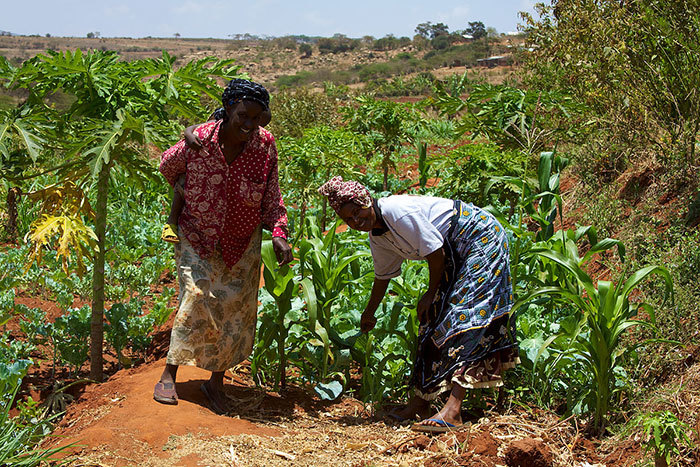 Smallholder farmers in Kenya. <b>Photo</b> <a href="http://commons.wikimedia.org/wiki/File:Women_smallholder_farmers_in_Kenya.jpg#mediaviewer/File:Women_smallholder_farmers_in_Kenya.jpg" target="_blank" style="font-weight: normal;">McKay Savage from London, UK</a>.