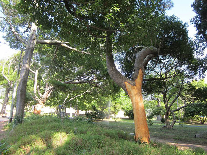 The three camphor trees along Stanley Road that were ring-barked in December (when this picture was taken) are on the mend, thanks to treatment by an arborist appointed by UCT.