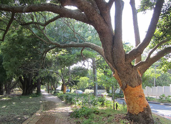 Damaged: UCT is taking urgent measures to save three camphor trees along Stanley Road that have been ring-barked, or 'girdle'.