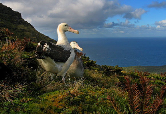 The critically endangered Tristan Albatross breeds almost exclusively on Gough Island.