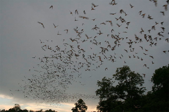 Bats flying. (Photo by US Fish and Wildlife Service Headquarters, accessed via <a href="https://commons.wikimedia.org/wiki/File:Bats_flying_(9413217529).jpg" target="_blank">Wikimedia Commons.</a>)