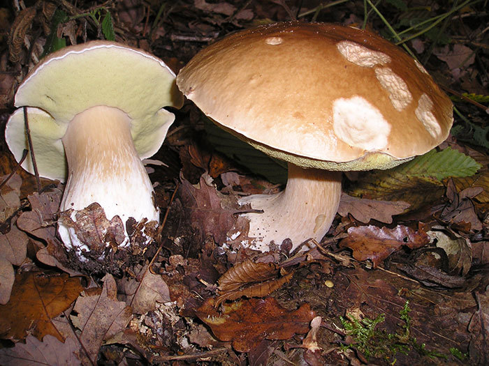 Bolete mushrooms.
