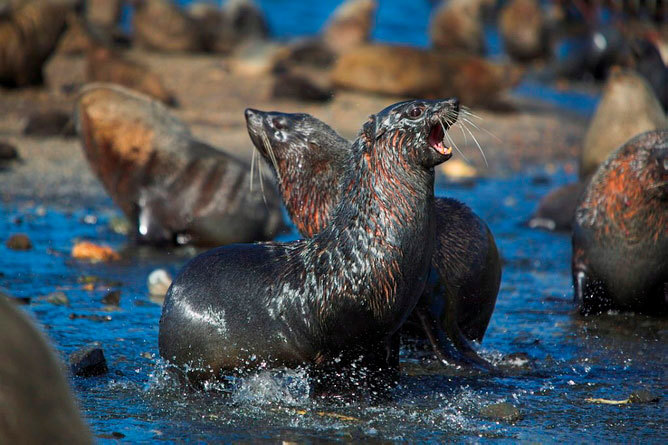 There is an abundance of baby fur seals on the west coast of South Africa, but true seals, which inhabited the area five million years ago, no longer do so. (Photo supplied.)