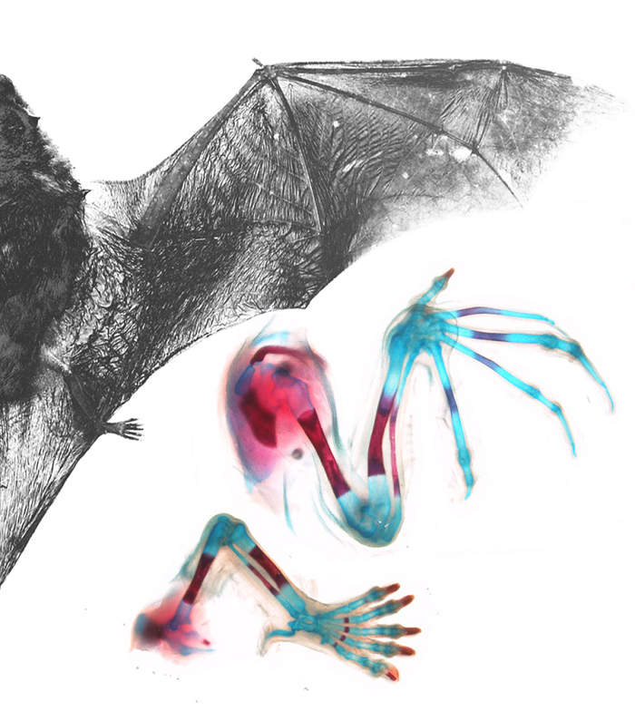 he fingers in the wing of the adult Natal long-fingered bat are dramatically elongated compared to the toes of the foot (grey photo). The insets show photographs of bones (stained in red) and cartilage elements (stained in blue) of the wing and hindlimb of a bat embryo. Note how long fingers 2 to 5 of the wing are compared to the symmetrical five digits of the foot. <b>Image</b> supplied by Nicola Illing and Nadav Ahituv.