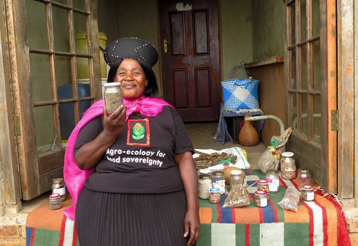 Ntombithini Ndwandwe, an agroecology farmer displaying her diversity of traditional seeds in Zimele, KwaZulu-Natal.