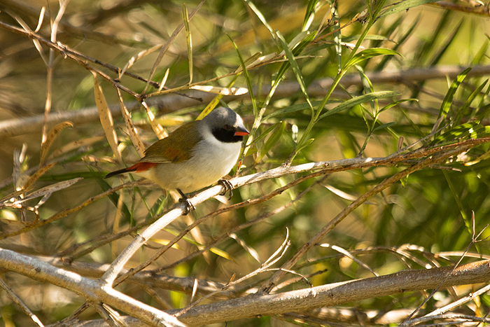 The Swee Waxbill, which lent its name to the winning team from UCT. Photo: Andrew de Blocq.