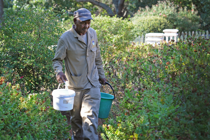 Gardener Jonathan Fritz irrigates a campus garden using buckets.