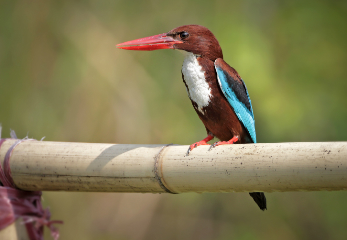 The White-throated Kingfisher, one of the 320 birds that competitors in the Champions of the Flyway event will be trying to add to their bird lists. <b>Photo</b> Tareq Uddin Ahmed <a href="https://www.flickr.com/photos/90769516@N06/" style="font-weight: normal;" target="_blank">via Flickr</a>.