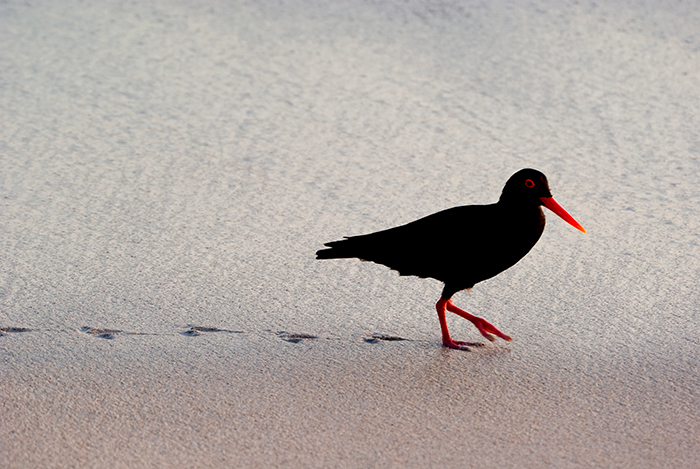 ​​​​​​​The African Black Oystercatcher was pulled from the brink of extinction by a combination of banning beach driving and an invasive mollusc species that the oystercatchers gratefully gobbled up. <b>Photo</b> Campbell Fleming.
