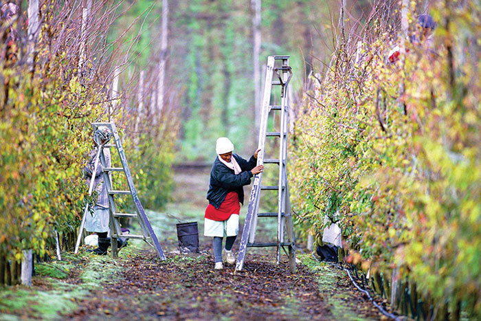 A farmworker pruning fruit trees on Thandi Farm in Elgin, South Africa. (Photo by Trevor Samson for the World Bank.)