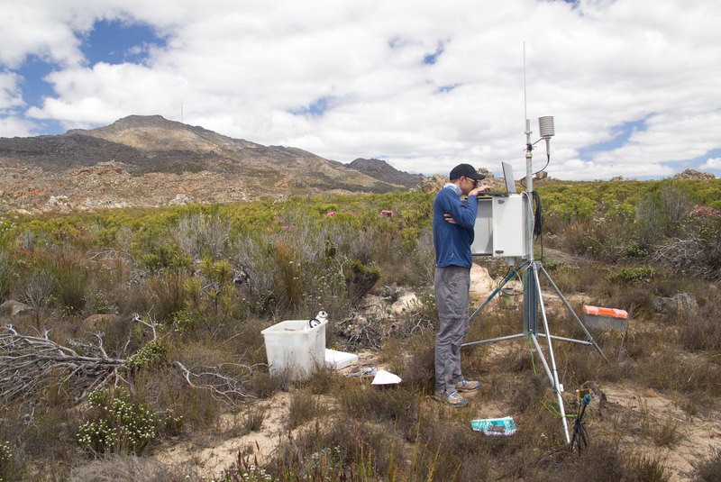 Out there: PhD student and botanist Rob Skelton downloading sap flow and weather data from a station at Jonaskop in the Riviersonderend Mountains. Sap flow sensors (which measure the flow of water through a plant) and meteorological sensors allow Skelton to monitor both plant functionality and weather conditions almost continuously.