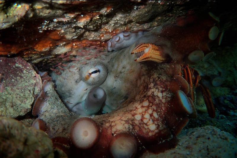 Super Star, the octopus that Foster tracked for a year, in the den she shares with the tiny shrimp, Heteromysis octopodis. Photo Craig Foster.