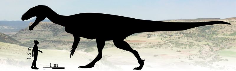 Kayentapus ambrokholohali footprints belong to an animal of  about 26 feet long, dwarfing all the life around it. Theropod image adapted by Lara Sciscio, with permission, from an illustration by Scott Hartman.