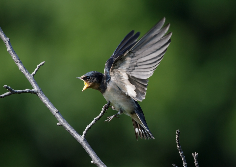 Carefully tracking the migration habits of birds like the Barn Swallow can help to conserve these species.