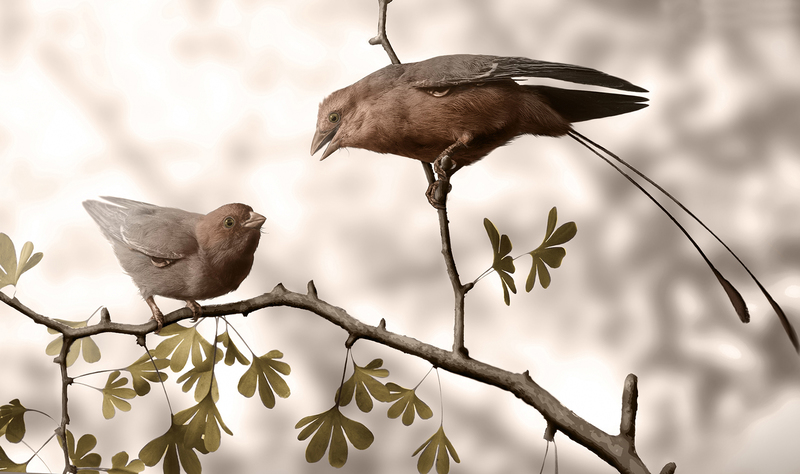 A reconstruction of male and female Confuciusornis birds.