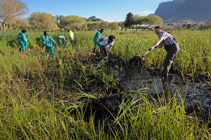 Clean up our rivers: Dr Kevin Winter, together with the Green Campus Initiative remove invasive Common Reed from the Liesbeeck River wetlands. 
