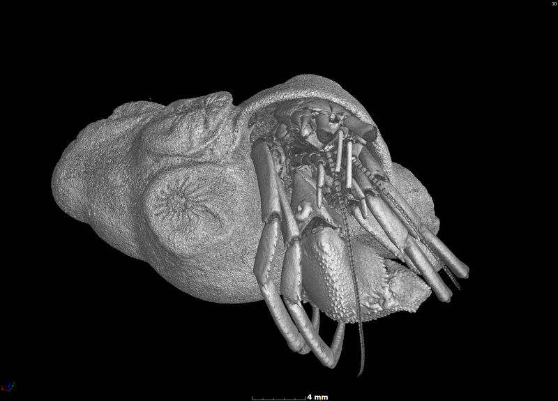 A digital avatar of a hermit crab using new 3D technology, which gives taxonomers a new tool to &lsquo;dissect&rsquo; and study rare or delicate specimens on their computer screens. <b>Image</b> Jannes Landschoff and Anton du Plessis.