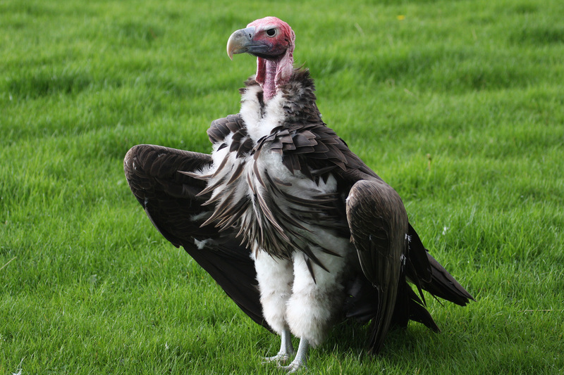 The Lappet-Faced Vulture is just one of the 14 raptor species that showed a marked decline when compared to the survey conducted in the 1990s.<strong> Photo </strong><a href="https://upload.wikimedia.org/wikipedia/commons/5/5f/Lappet-faced_vulture_1.jpg" target="_blank" rel="noopener">Wikimedia.</a>