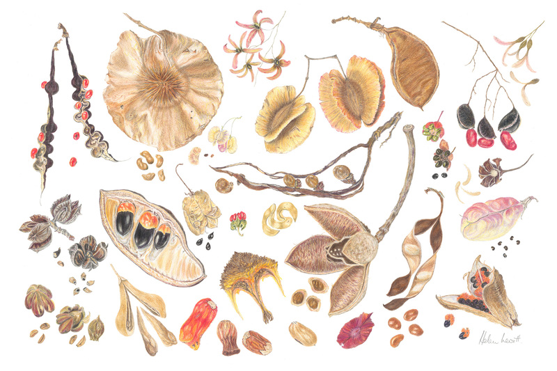 Botanical artist Helen Levitt’s Pods and Seeds from Southern Africa I is currently on show at the Irma Stern Museum. 