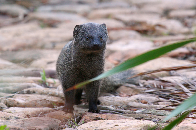 UCT researchers found that the daily scavenging activity of the Cape grey mongoose significantly impacted the decomposition and skeletonisation rates of carcasses.