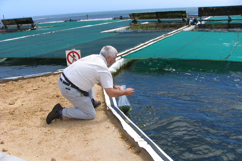 “If we are to feed people in 2050 we have to do things differently.” – Emer Prof John Bolton sampling in a seaweed raceway on a commercial abalone farm. <b>Photo</b> Mike Stekoll.