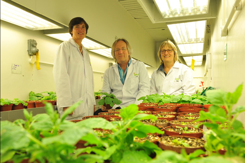 BRU research group leaders in the greenhouse. They are (from left) Dr Ann Meyers, Prof Ed Rybicki and Assoc Prof Inga Hitzeroth.