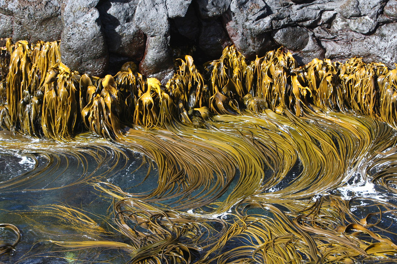 Southern bull kelp (Durvillaea antarctica) at Marion Island. Southern bull kelp drifted 25 000 km from South Georgia and the Kerguelen Islands to reach the Antarctic Peninsula, posing questions about the ice continent’s continued ecological isolation in an era of global warming.