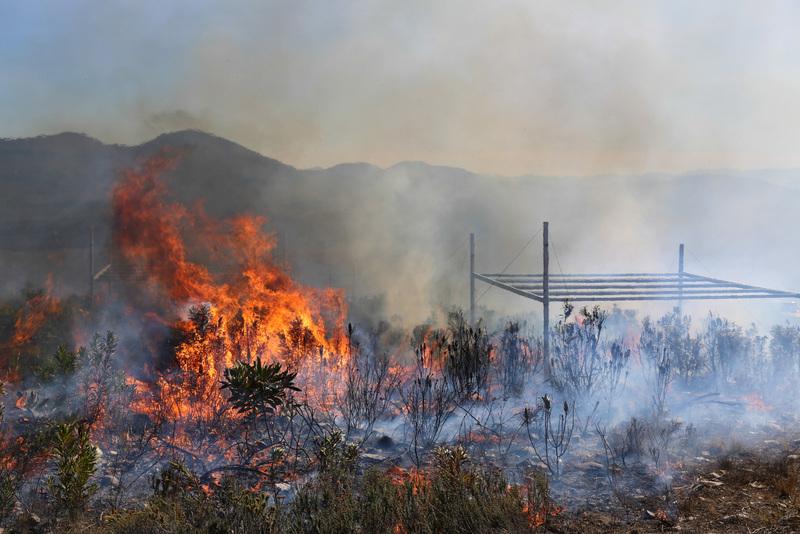 While fynbos needs fire to regenerate, overly frequent fires and the invasion of its natural habitat by alien plants are putting pressure on many threatened groups of fynbos plants. <b>Photo</b> Adam West and Justin van Blerk.