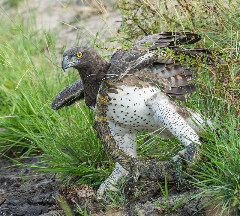 Adult female Martial Eagle (Polemaetus bellicosus) with rock monitor kill. Photographed in Kenya.