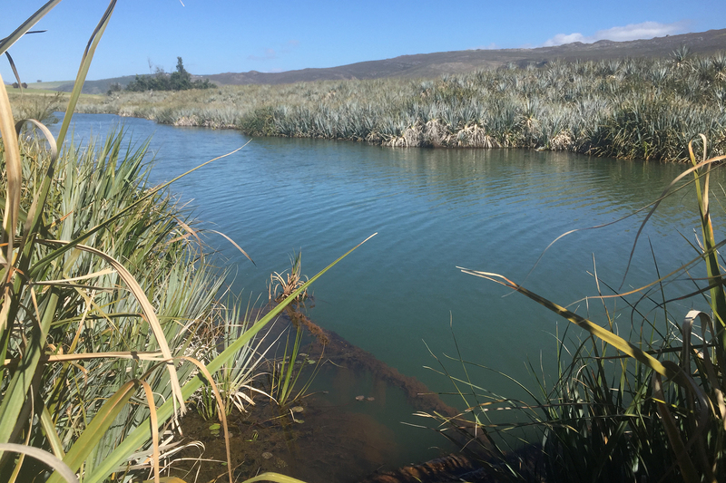 The researchers are working at six primary study sites, including in the Berg-Breede (Western Cape). The catchment contains strategic water source areas upstream, and supports the major metropolitan city of Cape Town downstream.
