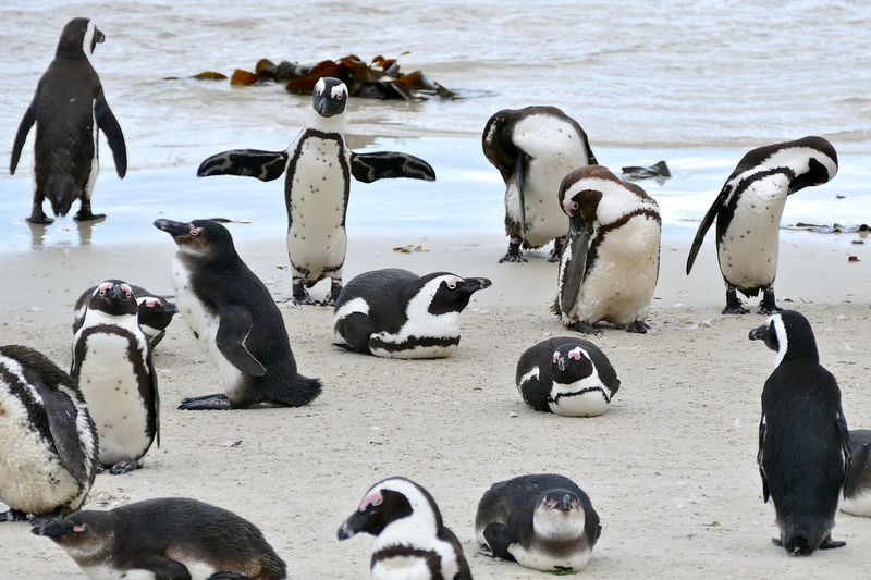 The fact that fish supplies influence penguin behaviour and the fitness of their chicks may be assumed in studies, but is difficult to test, according to the researchers.