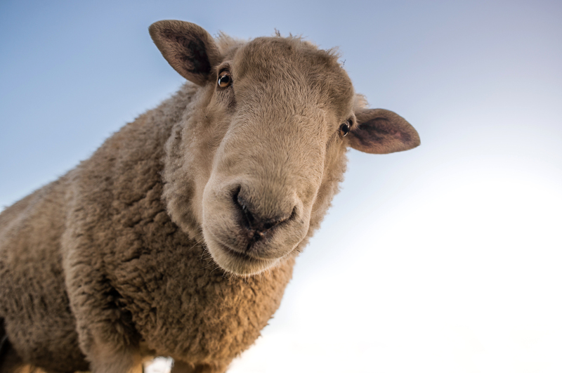 The second Cape Town Animal Conference brought together over 150 animal activists and leading thinkers in the area. <strong>Photo </strong><a href="https://www.pexels.com/photo/focus-photo-of-brown-sheep-under-blue-sky-227691/" target="_blank" rel="noopener">Skitterphoto/Pexels.</a>