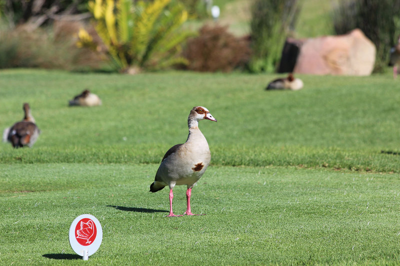 An Egyptian goose – a species that likely benefits from irrigated lawns in urban areas.