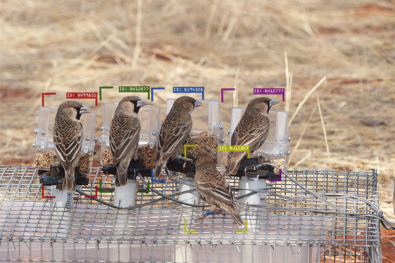 A group of sociable weavers at an artificial feeder. The bounding boxes and the alphanumeric code illustrate the individual identification performed by the computer. <b>Photo</b> Cécile Vansteenberghe.