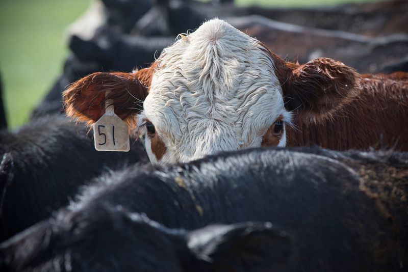One in five farm animals is being lost to disease, but an early warning diagnostic tool developed by UCT&rsquo;s Prof Amit Mishra may help prevent that. <strong>Photo </strong><a href="https://www.gettyimages.com/detail/photo/cow-tagged-stares-over-the-back-of-other-cow-royalty-free-image/915441418" target="_blank">Getty Images</a>.