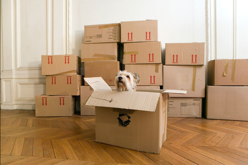 Tiang Moabelo said that he used the nationwide lockdown to reposition his business. <strong>Photo </strong><a href="https://www.gettyimages.com/detail/photo/dog-in-cardboard-box-in-empty-house-royalty-free-image/75393958?adppopup=true" target="_blank">Getty Images</a>.