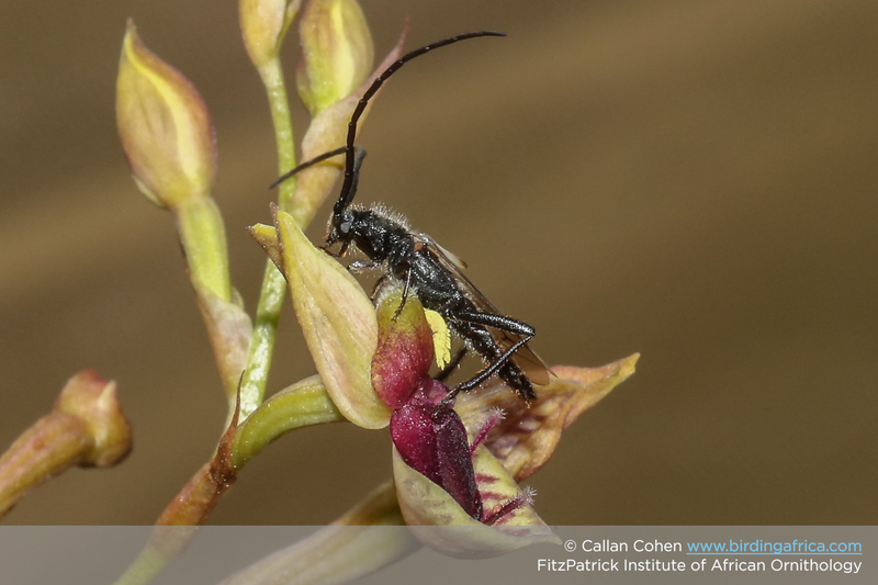 This African orchid, “Disa forficaria”, mimics a female beetle so convincingly that the male beetle mates with the flower, thus pollinating it.