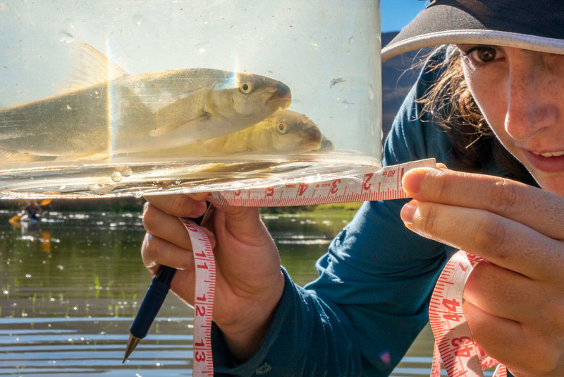 PhD candidate Cecilia Cerrilla (Department of Biological Sciences) measures a sandfish, endangered large-bodied freshwater fish found in only one catchment area of the country the Doring River and its tributaries, the Biedouw and the Oorlogskloof Rivers.