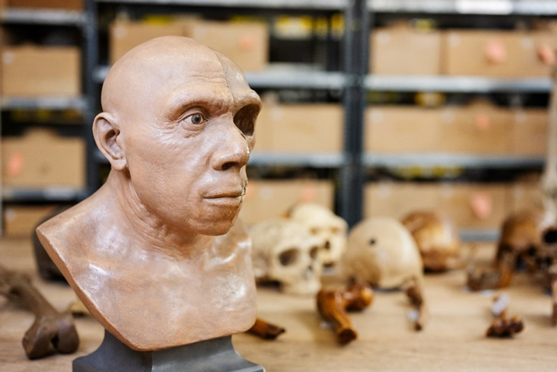 Neanderthal skull with face reconstruction. <b>Photo</b> Berthold Stein-hilber/laif.