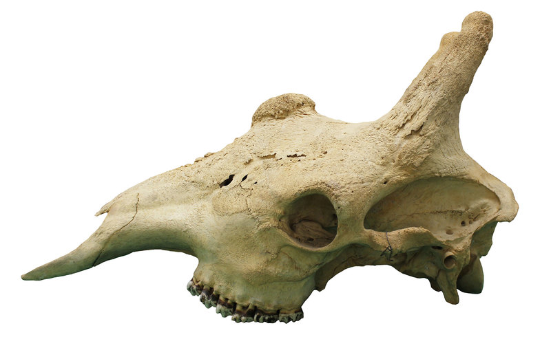 A large study of the skull shape of giraffe confirms that there are four distinct species of the gentle giant. 