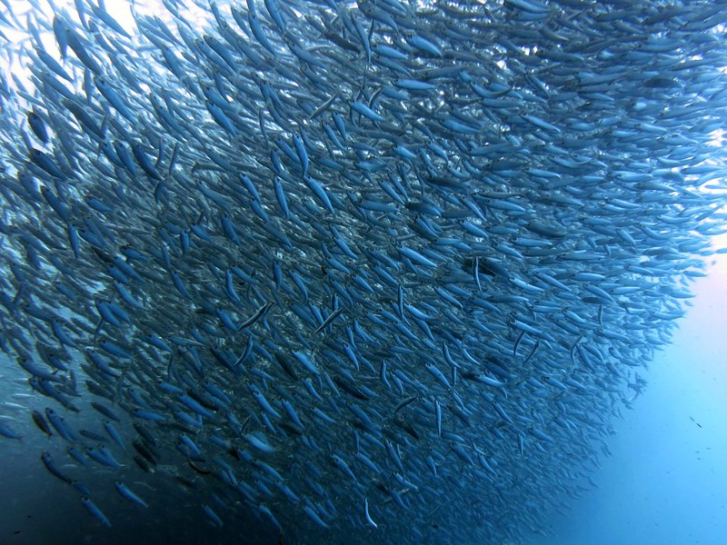 During the southern African sardine run countless sardines spawn in the cool waters of the Agulhas Bank and move up South Africa’s east coast, creating a feeding frenzy. Sardines are just one of the fish that will be discussed at the annual International Stock Assessment Workshop.