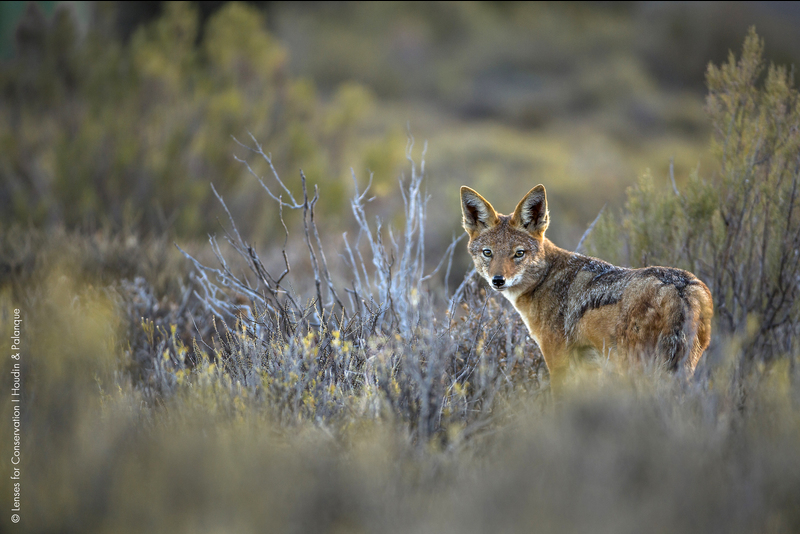 Black-backed jackal photographed in the Central Karoo.