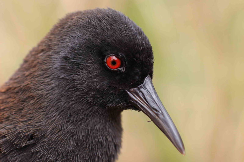 New research, involving scientists from UCT, used genetic techniques to figure out how the ancestors of the Inaccessible Island rail arrived on the island. This particular male rail was the one that contributed its DNA to the study.