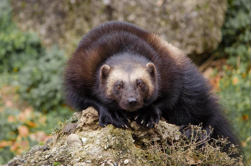 There may be a ghost wolverine lineage linking modern-day wolverines &ndash; like the one pictured here &ndash; to ancient ones as far back as 16 million years ago. Photo Wildfaces / 222 images, <a href="https://pixabay.com/en/animal-world-mammal-nature-animal-3065318/" target="_blank" rel="noopener">Pixabay</a>.