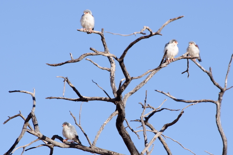 A group of pygmy falcons in the Tswalu Kalahari Reserve in South Africa where UCT researchers conducted a study into the breeding behaviour of these birds.